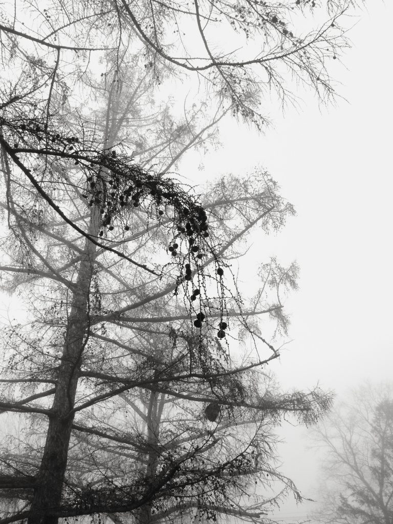 Passing By
Laure Dunne
July 30, 2017 – September 3, 2017